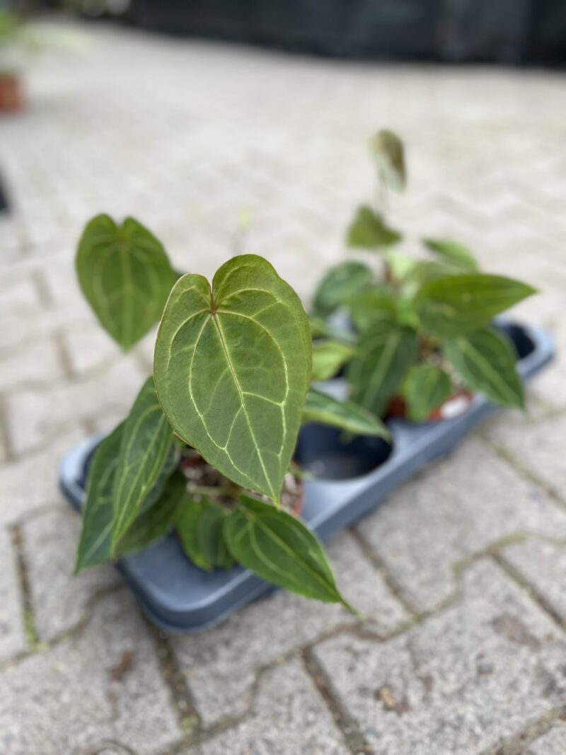 Anthurium Red Spider Hybrid Anthurium Red Spider Hybrid