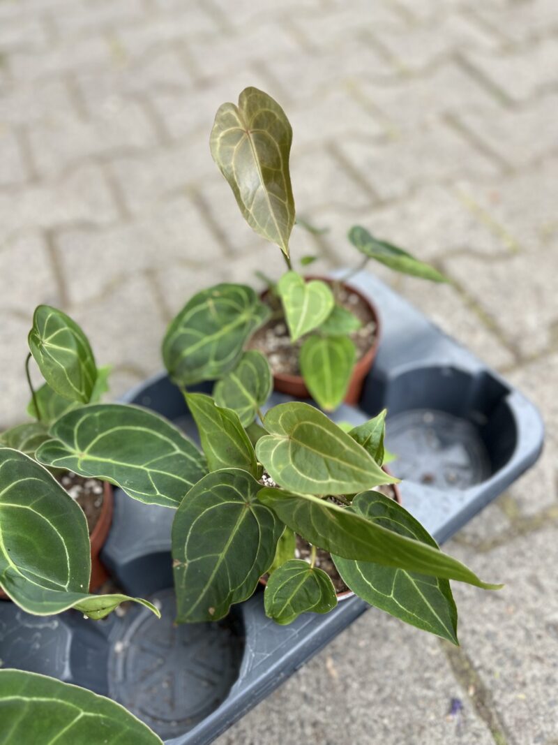 Anthurium Red Spider Hybrid