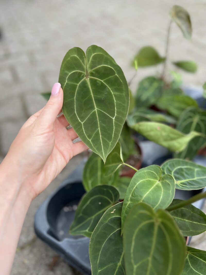 Anthurium Red Spider Hybrid