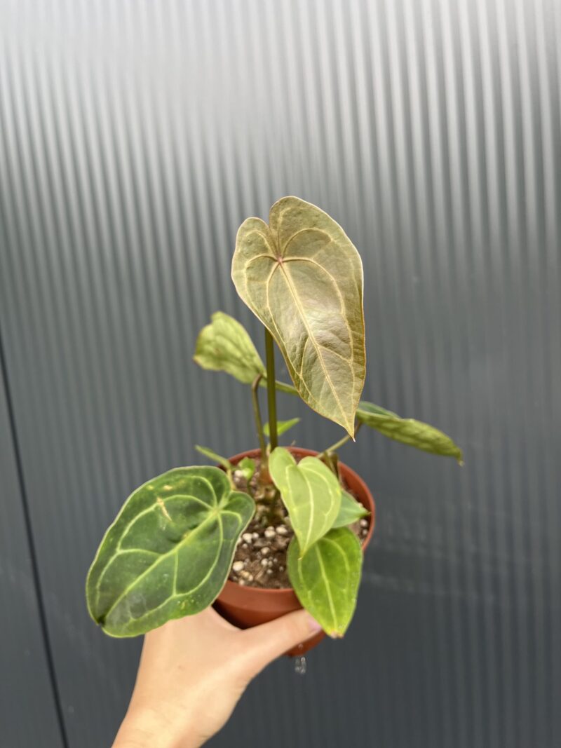 Anthurium Red Spider Hybrid