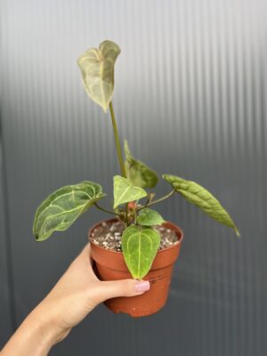 Anthurium Red Spider Hybrid