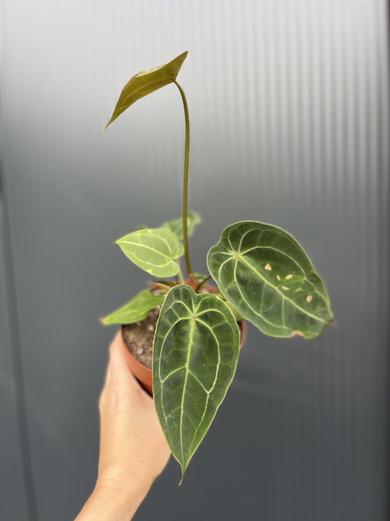 Anthurium Red Spider Hybrid