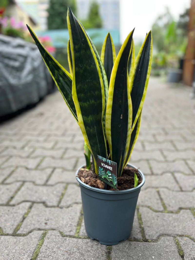Sansevieria Black Golden