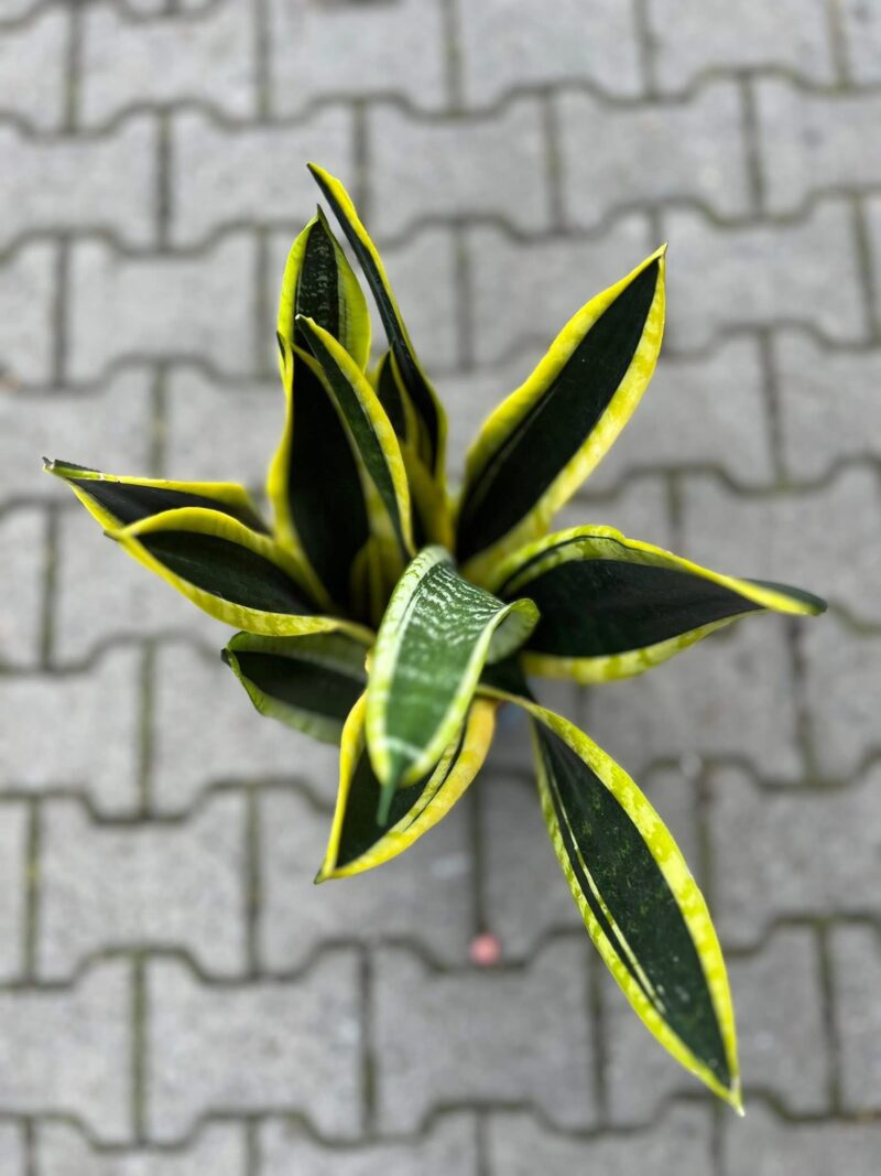 Sansevieria Black Golden