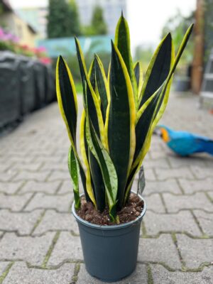 Sansevieria Black Golden