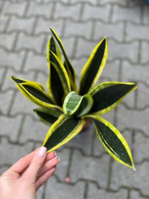 Sansevieria Black Golden