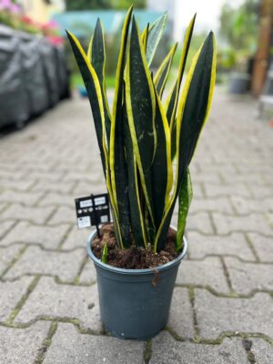 Sansevieria Black Golden