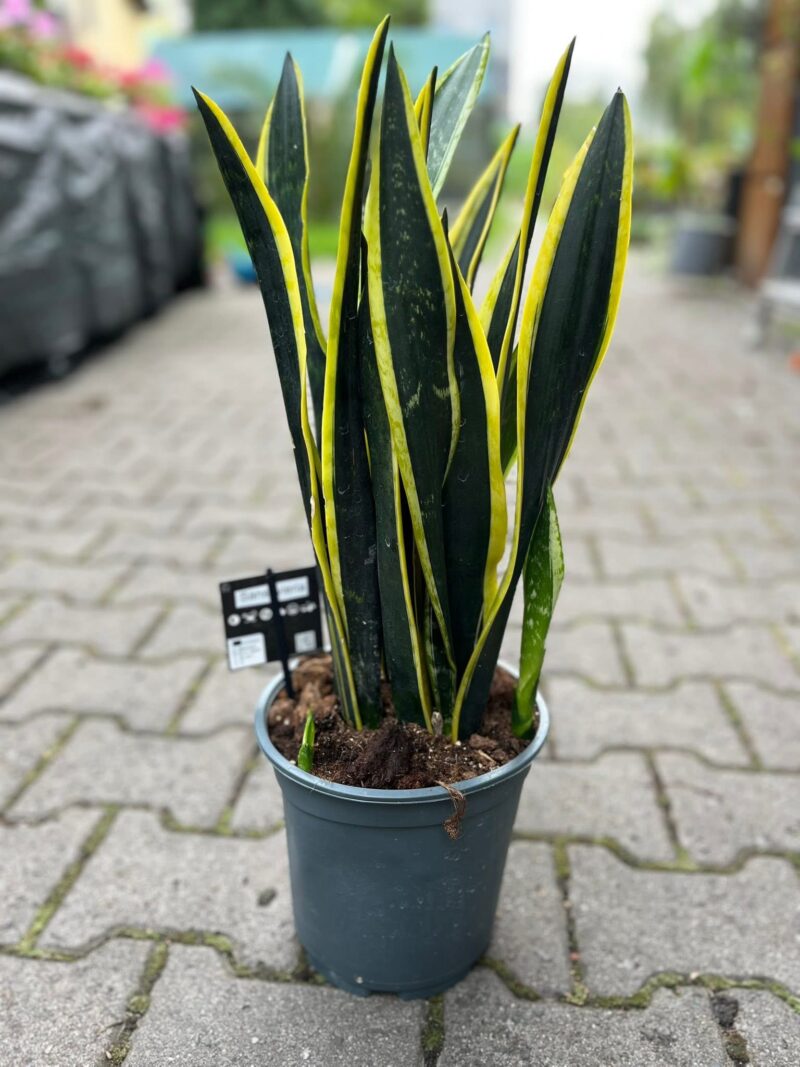 Sansevieria Black Golden