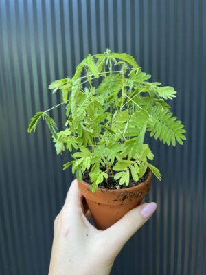 Mimosa wstydliwa – Mimosa pudica
