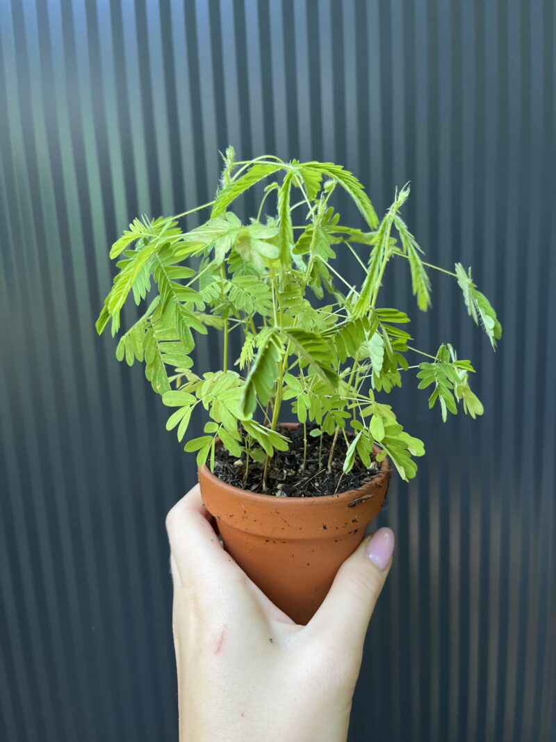 Mimosa wstydliwa – Mimosa pudica