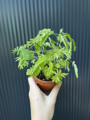 Mimosa wstydliwa – Mimosa pudica