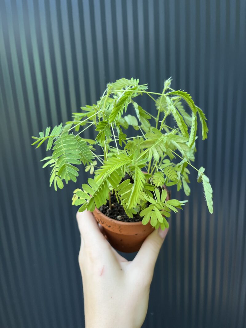 Mimosa wstydliwa – Mimosa pudica