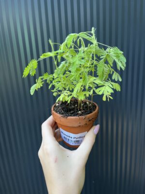 Mimosa wstydliwa – Mimosa pudica