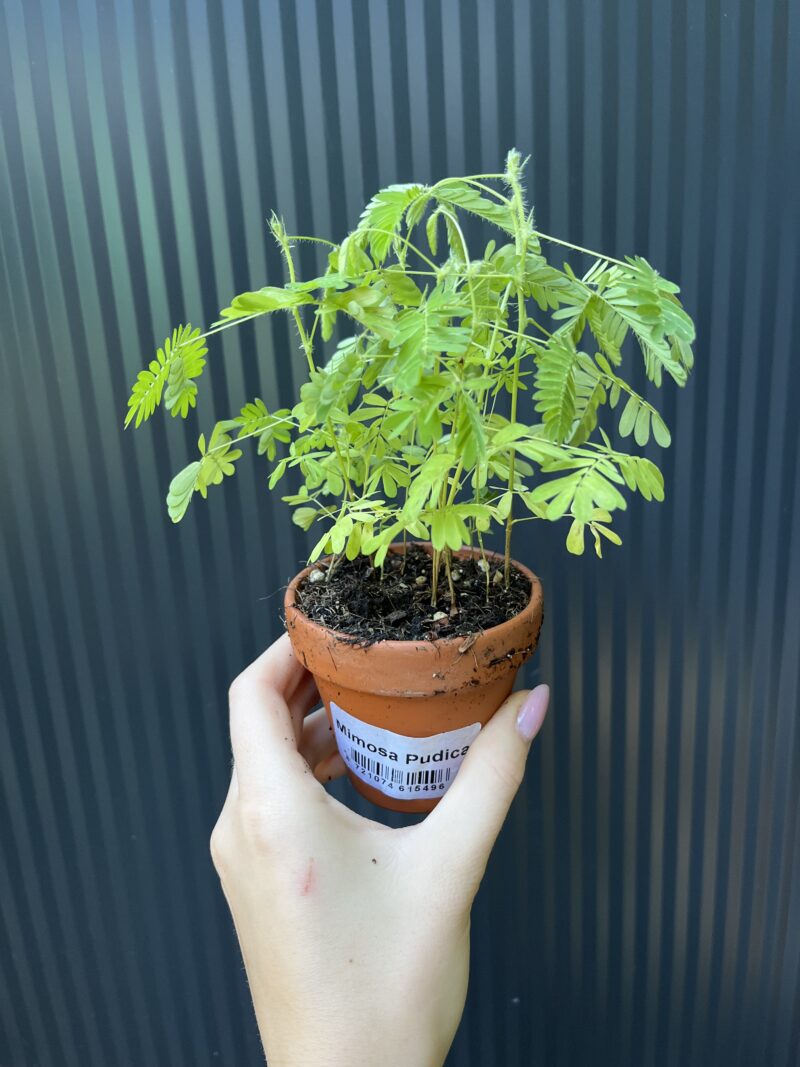 Mimosa wstydliwa – Mimosa pudica