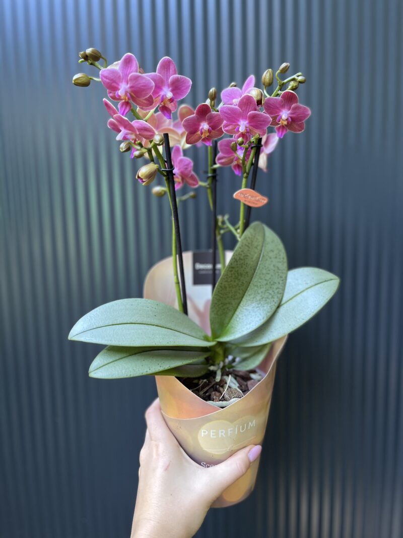 Phalaenopsis ‘Amorion’ – pachnący storczyk | Storczyk