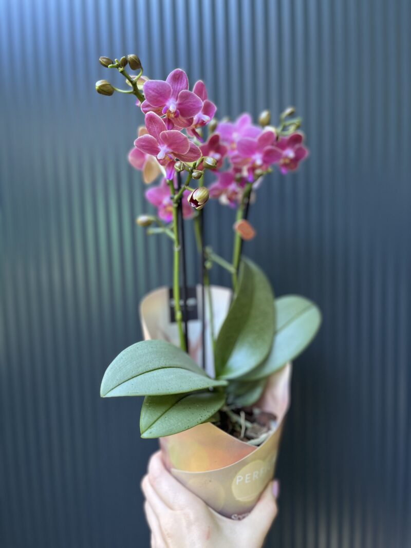 Phalaenopsis ‘Amorion’ – pachnący storczyk | Storczyk