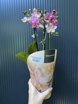 Phalaenopsis ‘Amorion’ – pachnący storczyk | Storczyk