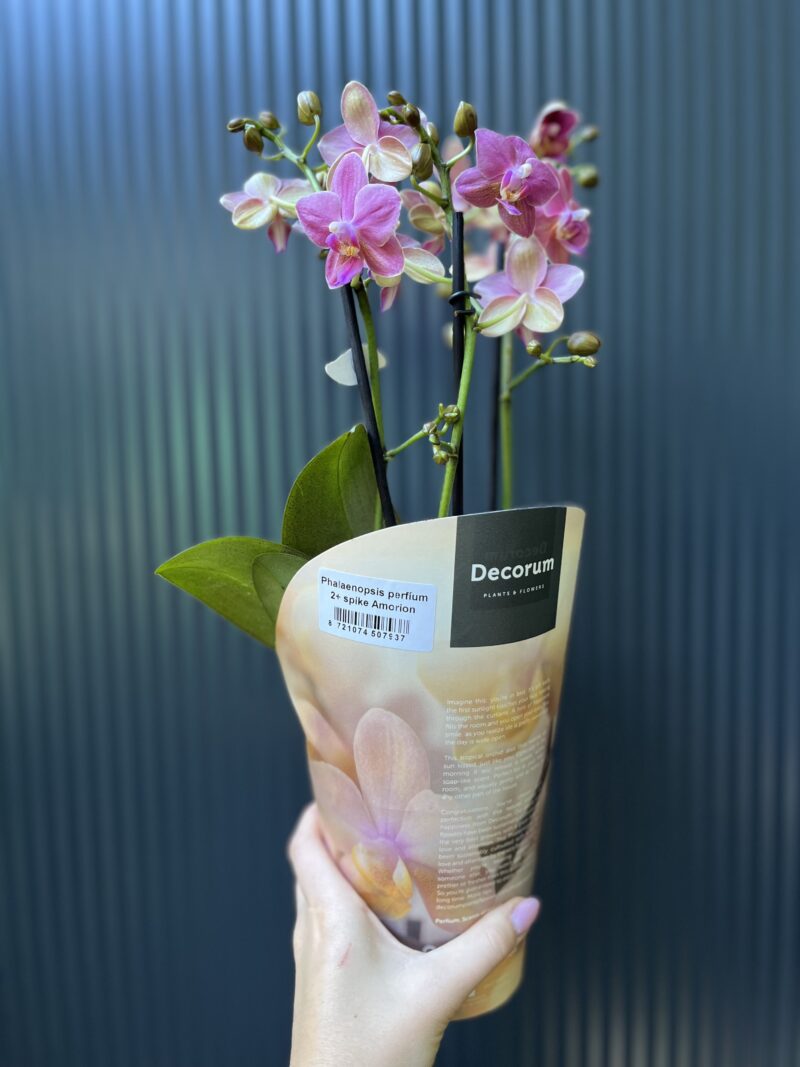 Phalaenopsis ‘Amorion’ – pachnący storczyk | Storczyk