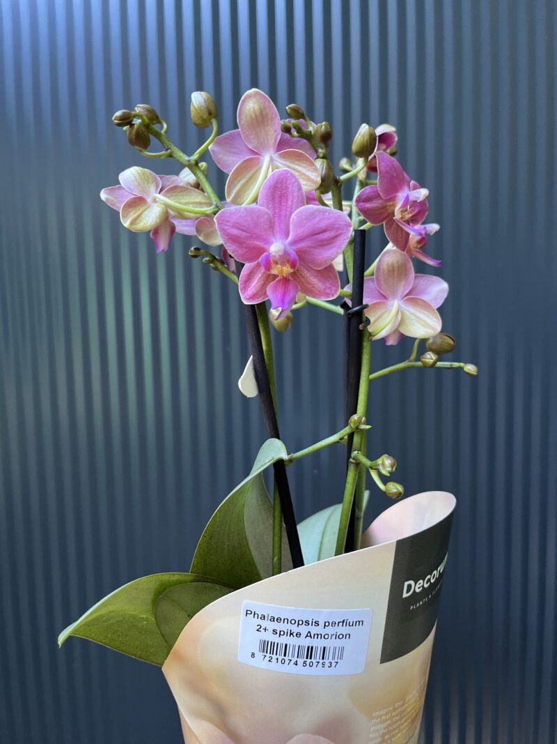 Phalaenopsis ‘Amorion’ – pachnący storczyk | Storczyk