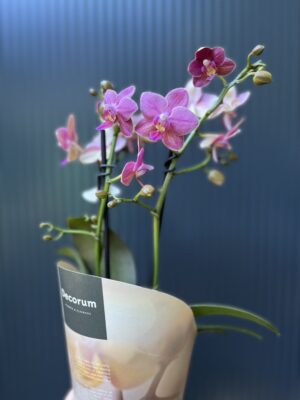 Phalaenopsis ‘Amorion’ – pachnący storczyk | Storczyk