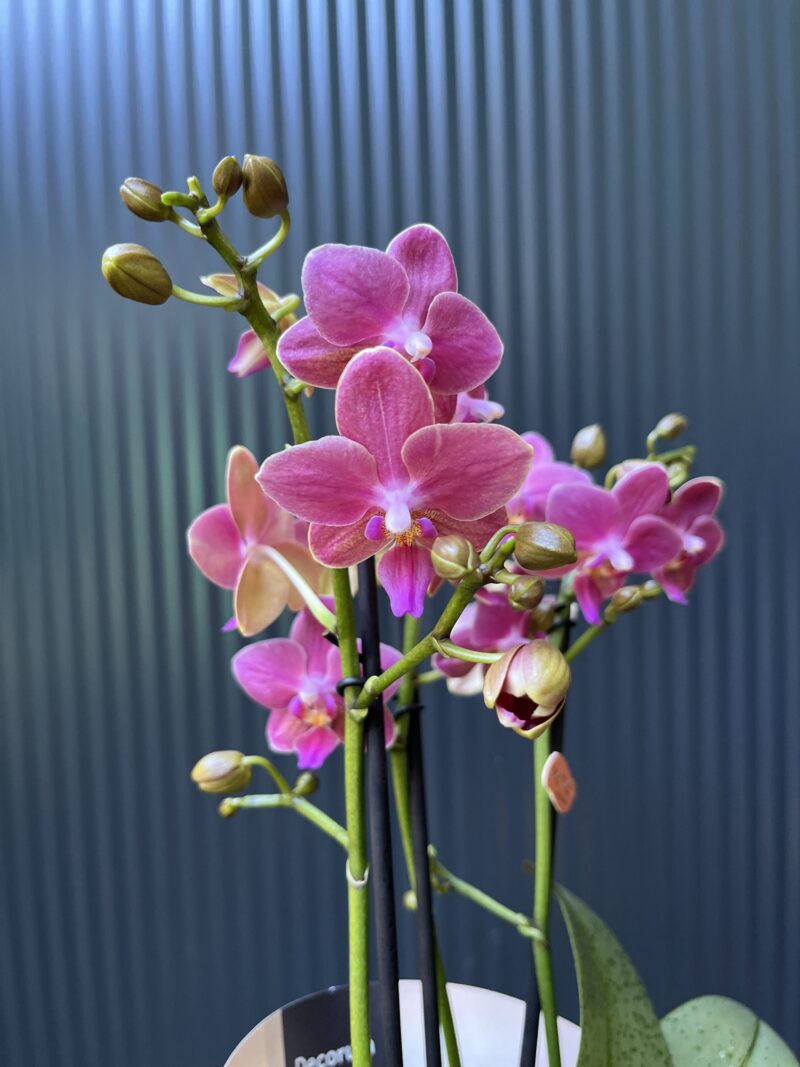 Phalaenopsis ‘Amorion’ – pachnący storczyk | Storczyk