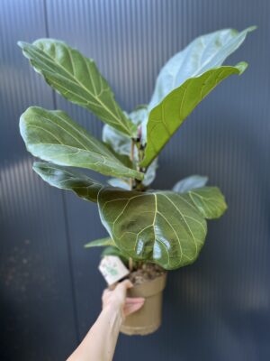 Ficus lyrata | Fikus