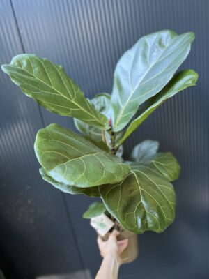 Ficus lyrata | Fikus