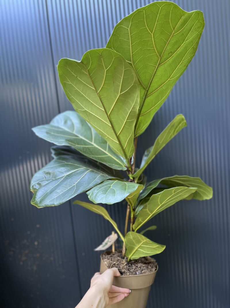 Ficus lyrata | Fikus