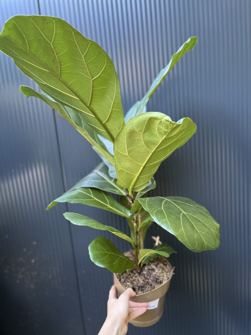 Ficus lyrata | Fikus