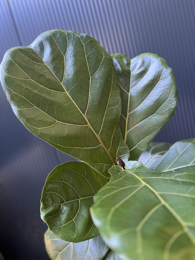 Ficus lyrata | Fikus