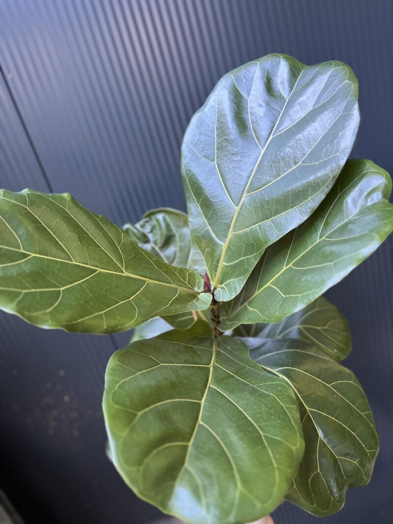 Ficus lyrata | Fikus