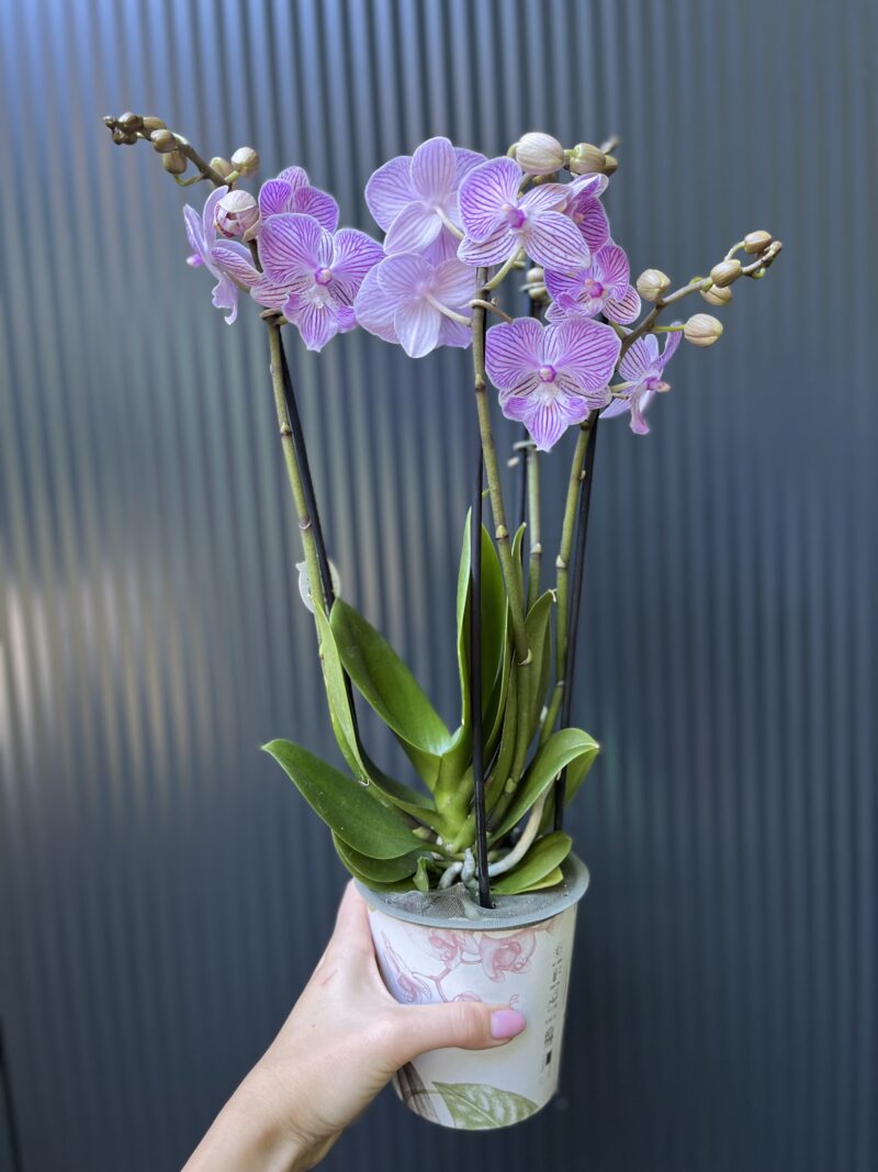 Phalaenopsis ‘Manta Penida’ | Storczyk