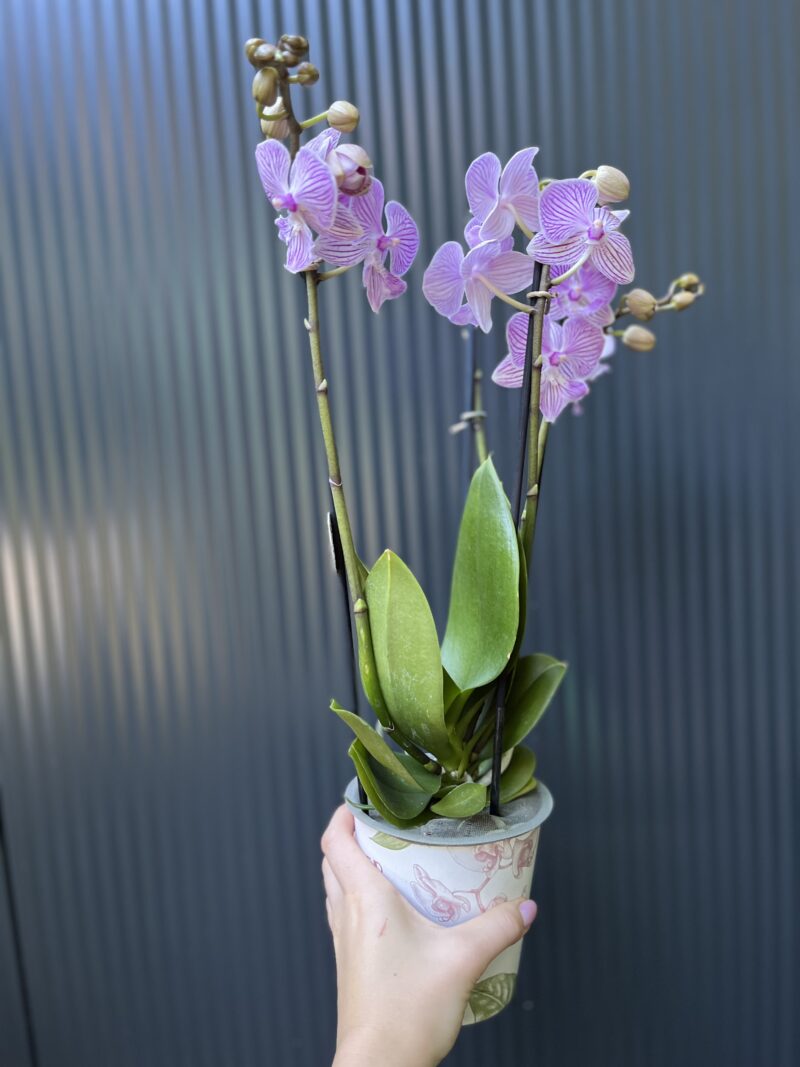 Phalaenopsis ‘Manta Penida’ | Storczyk