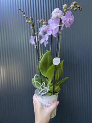 Phalaenopsis ‘Manta Penida’ | Storczyk