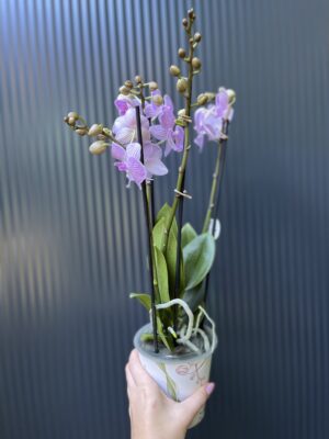 Phalaenopsis ‘Manta Penida’ | Storczyk