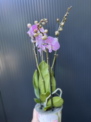 Phalaenopsis ‘Manta Penida’ | Storczyk