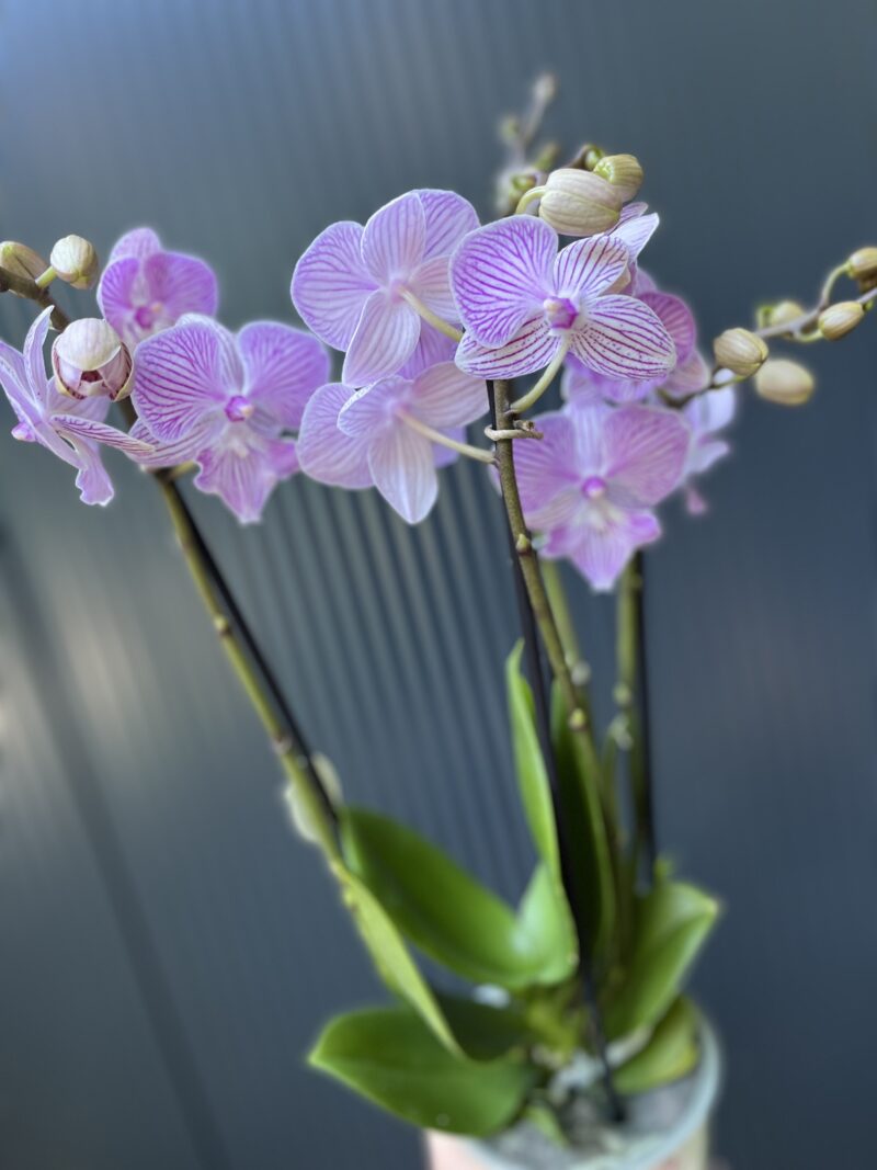 Phalaenopsis ‘Manta Penida’ | Storczyk Phalaenopsis ‘Manta Penida’ | Storczyk