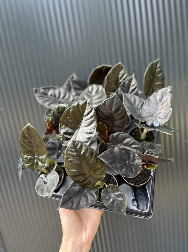 Alocasia ‘Infernalis Black Magic’ – maluszek