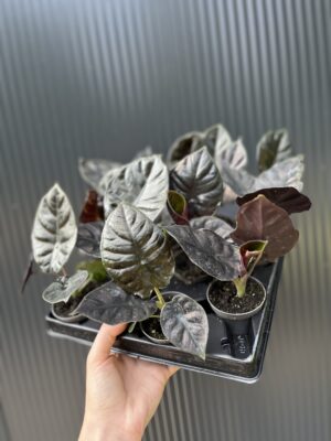 Alocasia ‘Infernalis Black Magic’ – maluszek
