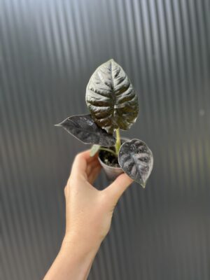Alocasia ‘Infernalis Black Magic’ – maluszek