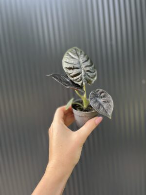 Alocasia ‘Infernalis Black Magic’ – maluszek