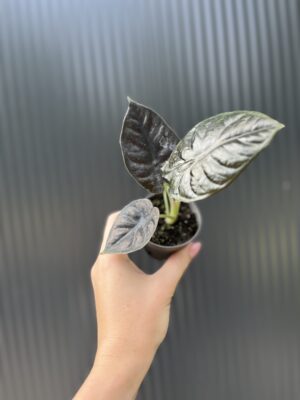 Alocasia ‘Infernalis Black Magic’ – maluszek