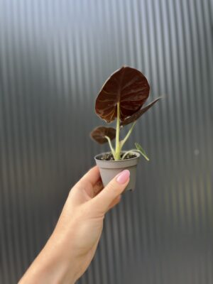 Alocasia ‘Infernalis Black Magic’ – maluszek