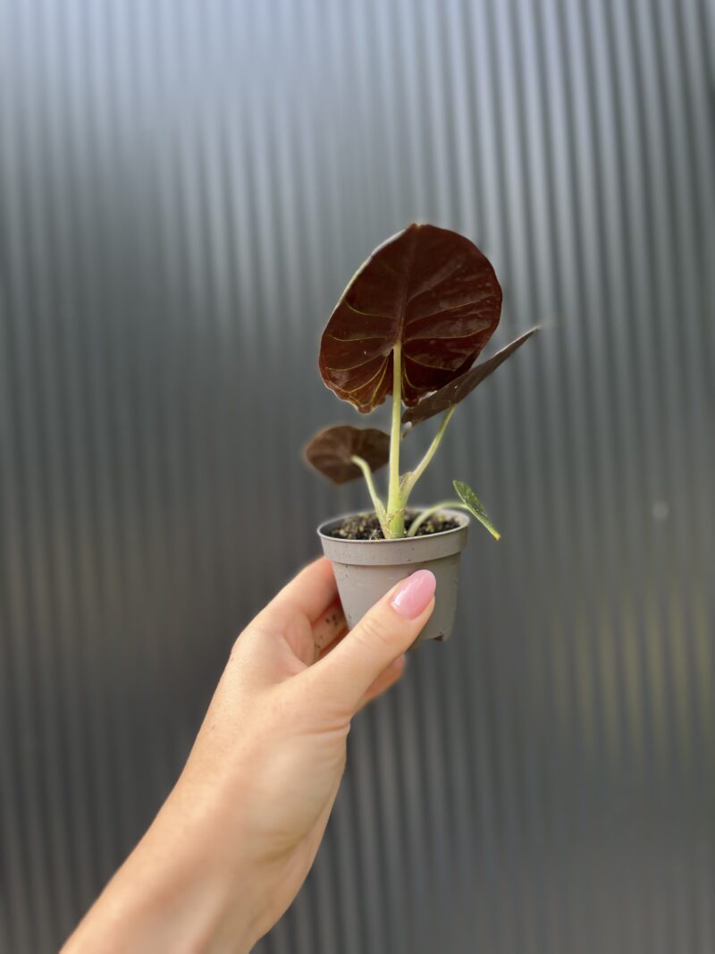 Alocasia ‘Infernalis Black Magic’ – maluszek