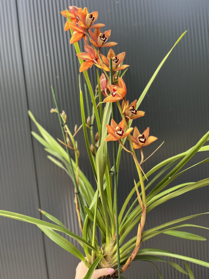 Cymbidium | Storczyk