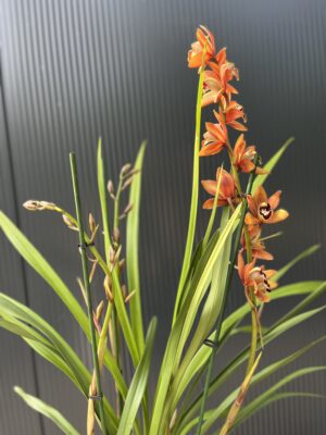 Cymbidium | Storczyk