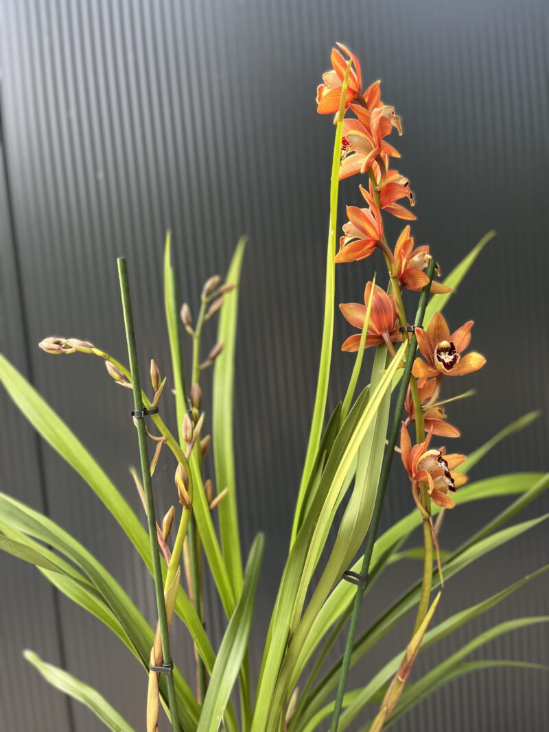 Cymbidium | Storczyk