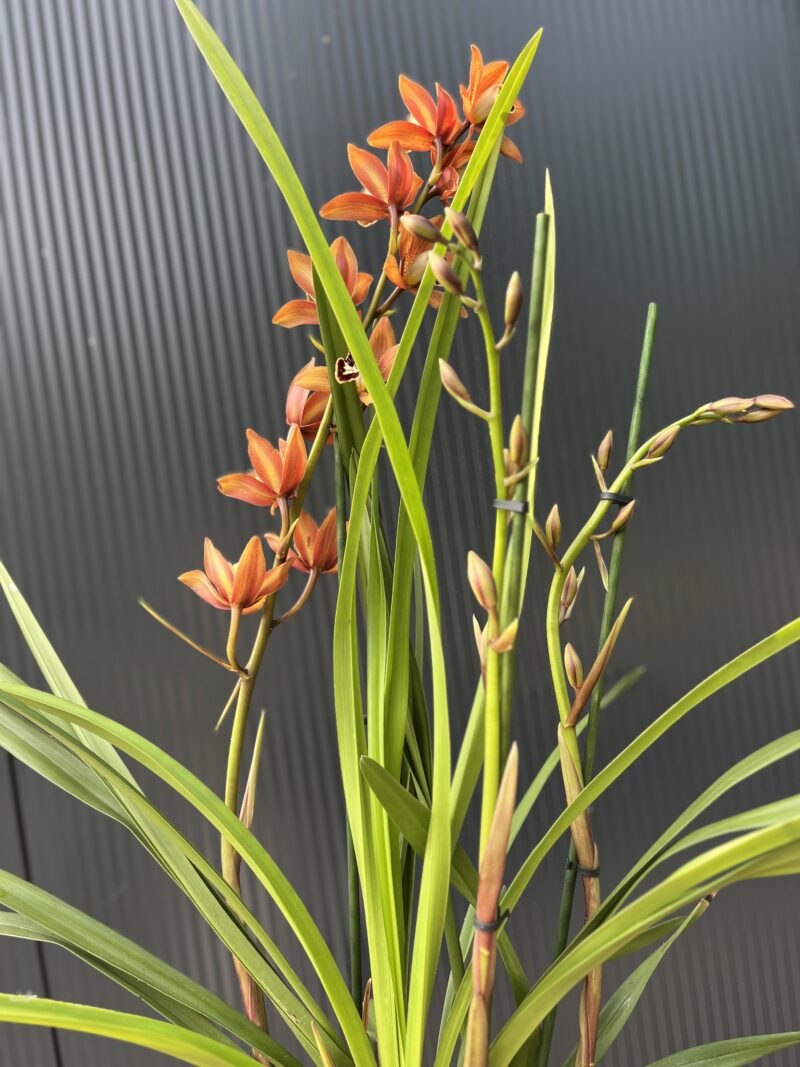 Cymbidium | Storczyk