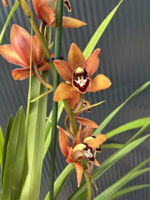 Cymbidium | Storczyk