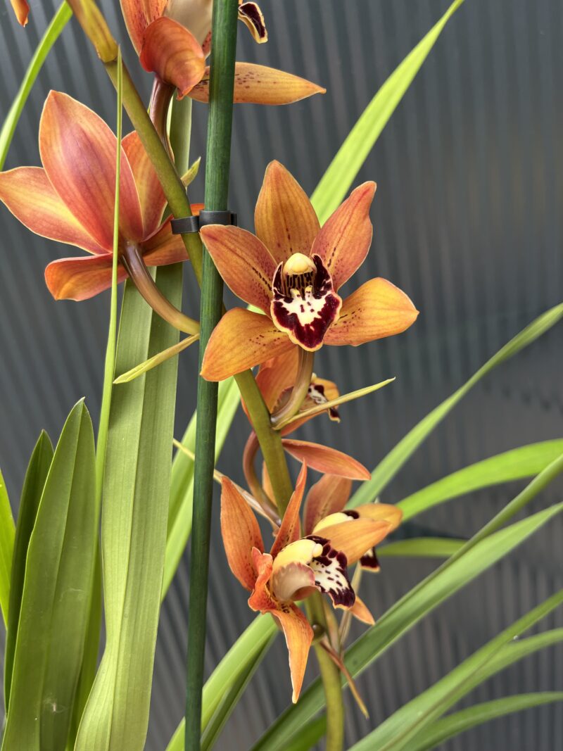 Cymbidium | Storczyk